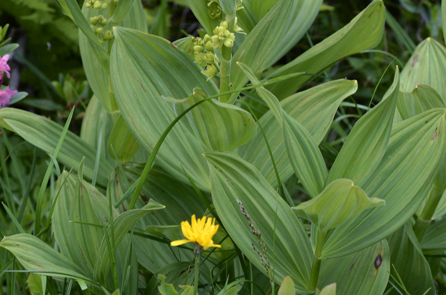 Veratrum album / Veratro comune